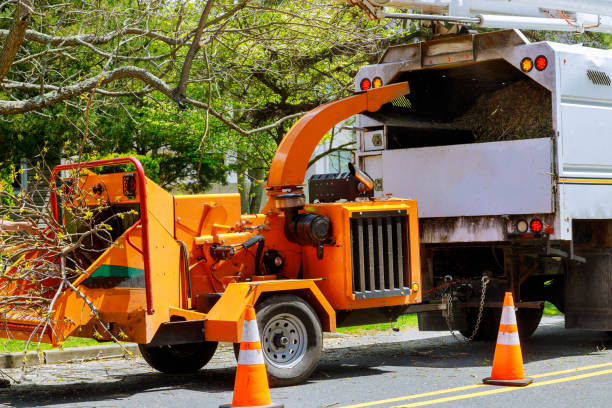 Best Seasonal Cleanup (Spring/Fall)  in Dresden, OH