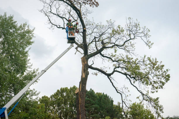 Best Tree Health Inspection  in Dresden, OH